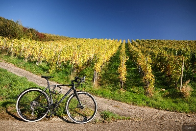 Дорога с работы через виноградники.jpg